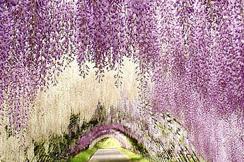 kawachi fuji garden wallpaper