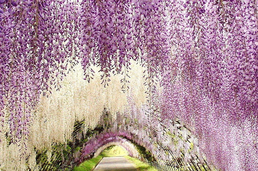 Kawachi Fuji Garden, Kitakyushu, Japan – Tips, japan flower tunnel HD wallpaper