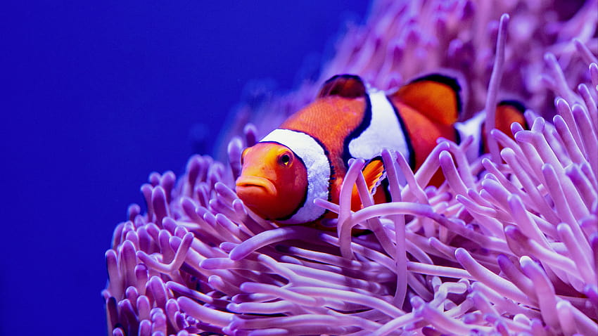 3840x2160 clown fish, fish, corals, reef, algae u 16:9 backgrounds HD wallpaper