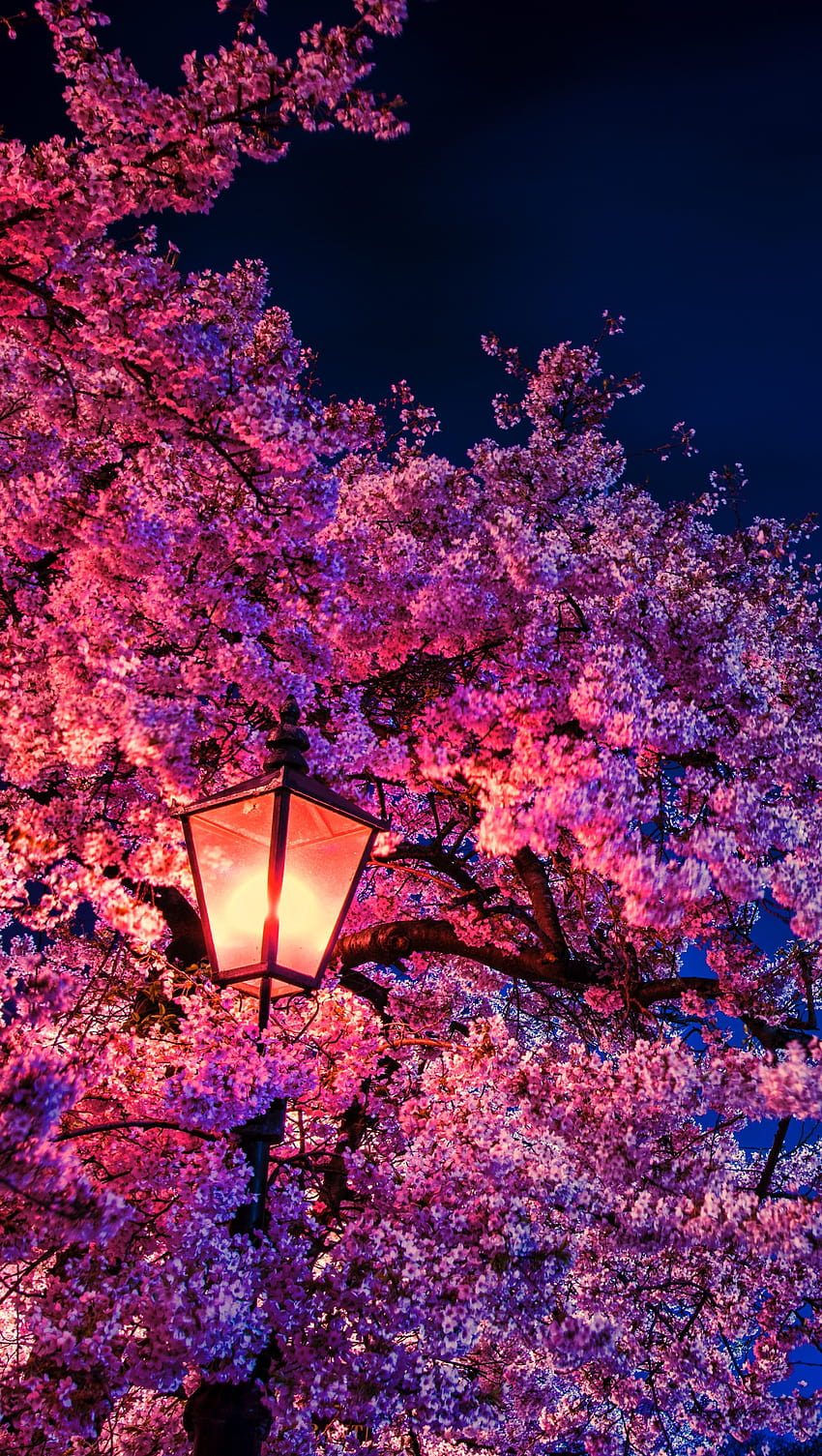Kirschblüte bei Nachtlicht Ultra ID:4632, Nachtlicht HD-Handy-Hintergrundbild