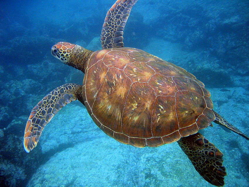Nesting site protection 'key to save turtles from climate change, save the turtles HD wallpaper
