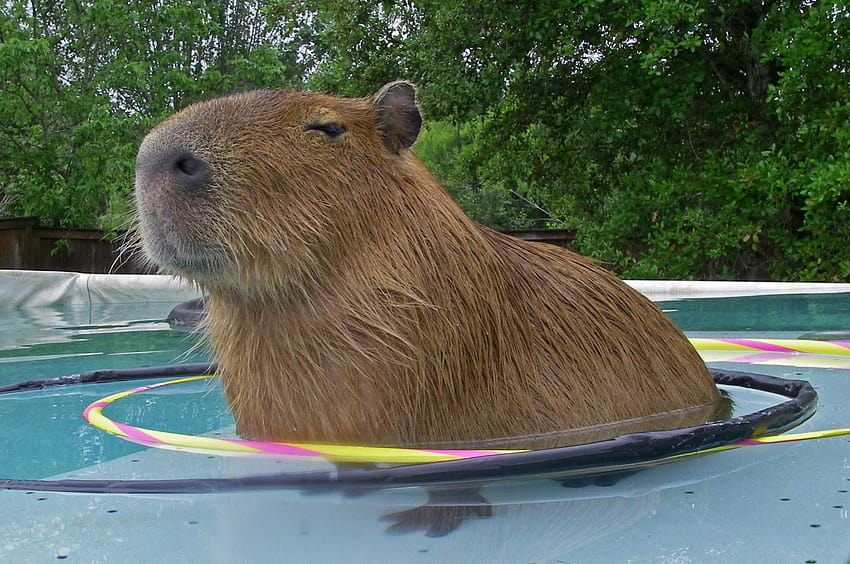 Capybara Backgrounds HD wallpaper