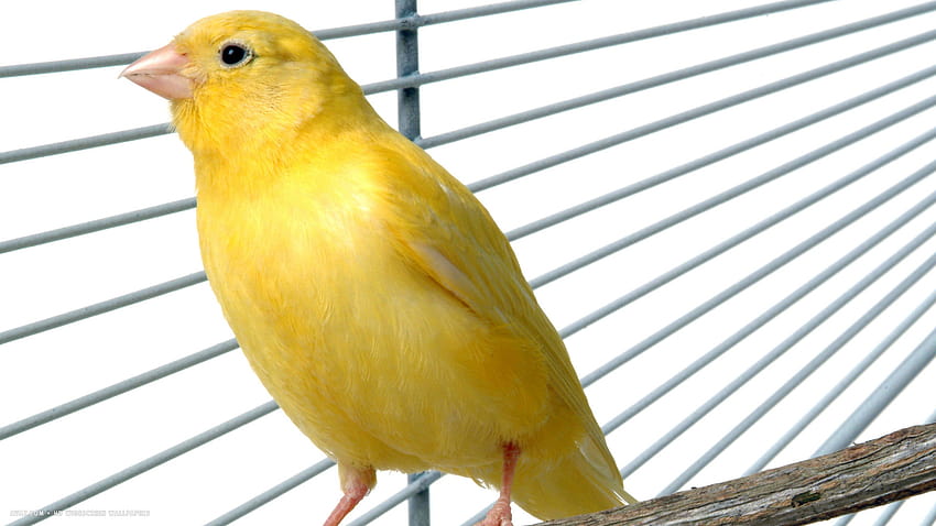 canary yellow cage pet bird / birds backgrounds, yellow bird HD wallpaper