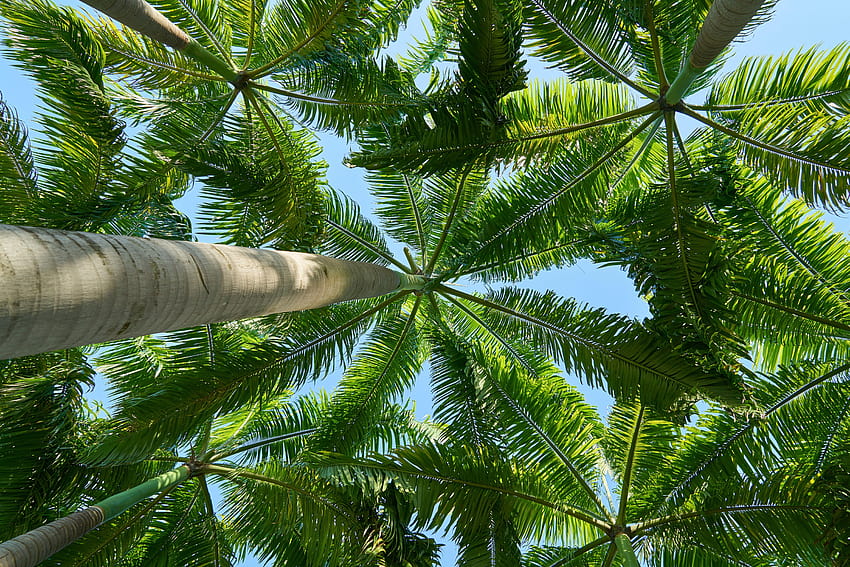 Sudut rendah pohon kelapa hijau di siang hari Wallpaper HD
