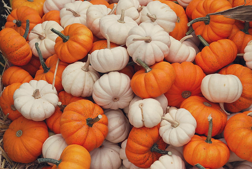 2 Autumn Pumpkin Iphone, les citrouilles d'automne tombent Fond d'écran HD