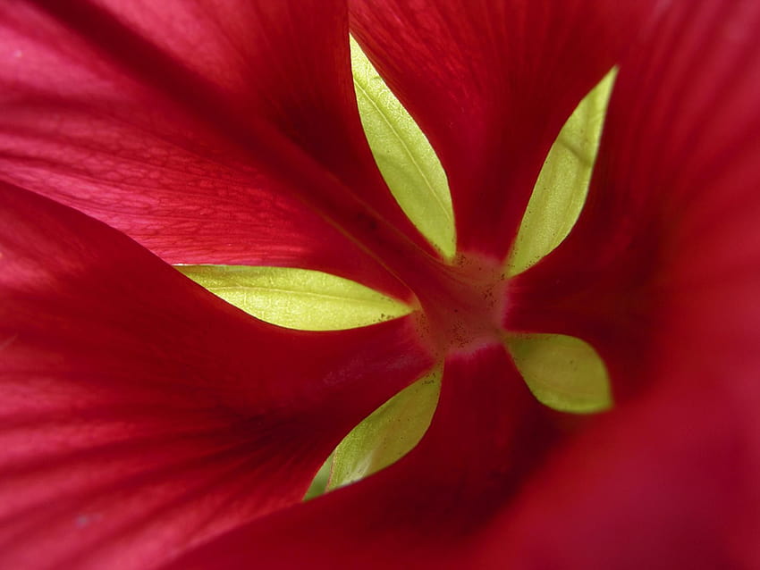 Wzór kwiatowy , Wzór roślinny , Galeria – części kwiatu Tapeta HD