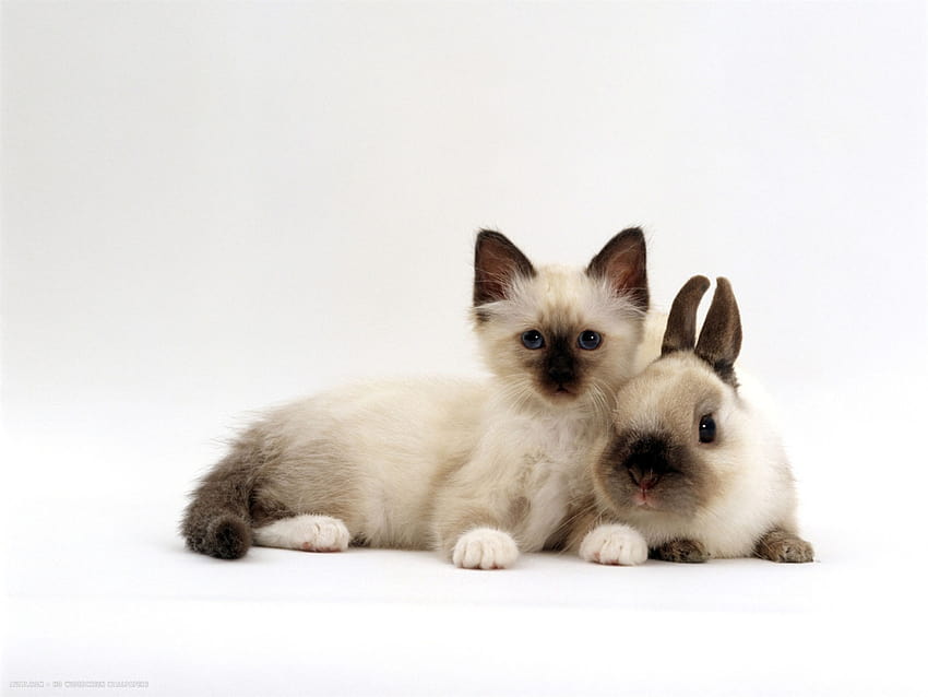 아기 봉인 포인트가 있는 버먼 새끼 고양이 네덜란드 드워프 토끼 컬러 코디네이트 HD 월페이퍼