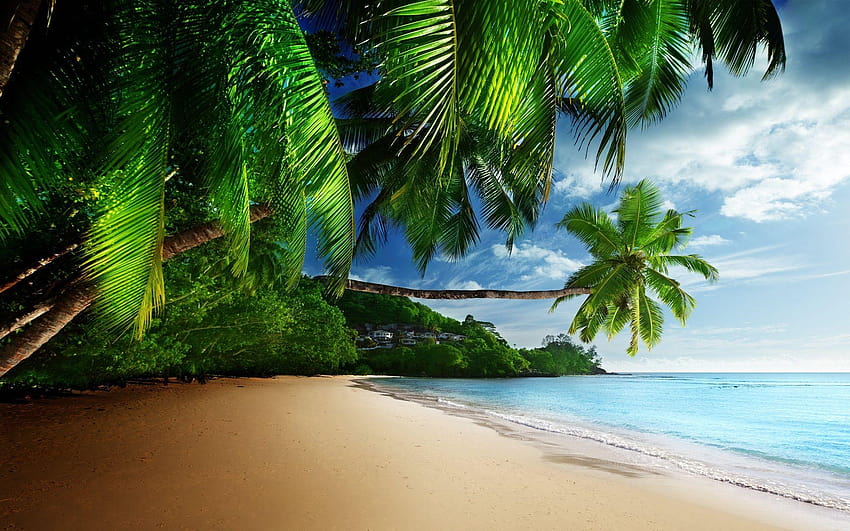 해변 바다와 코코넛 나무 자연 HD 월페이퍼