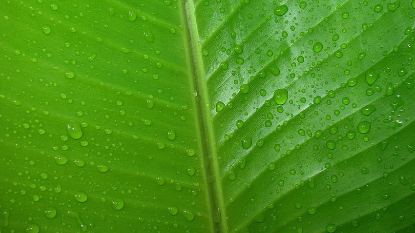 Dew drop on the leaf, morning dew on leaves HD wallpaper