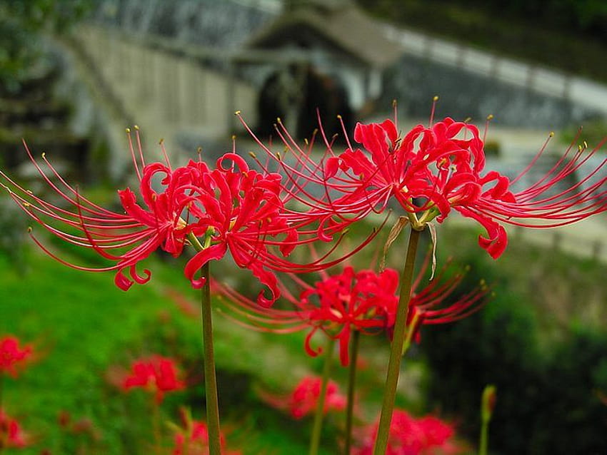 Những bông hoa bỉ ngạn đỏ (Red spider lily) nở rộ ở một góc đường, tạo ra một khung cảnh mãn nhãn và giản đơn. Thưởng thức hình ảnh này để khám phá vẻ đẹp tự nhiên tuyệt đẹp của loài hoa này.