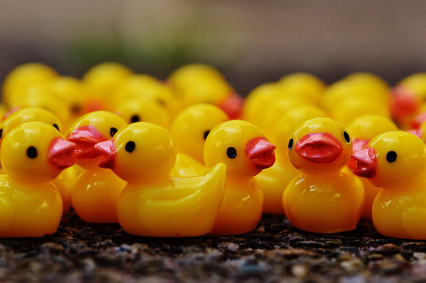 Rubber duck lot, duck rubber HD wallpaper | Pxfuel