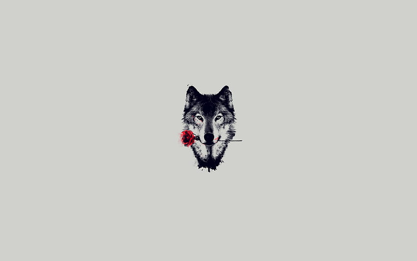 Wolf with Rose, wolf holding a rose HD wallpaper | Pxfuel