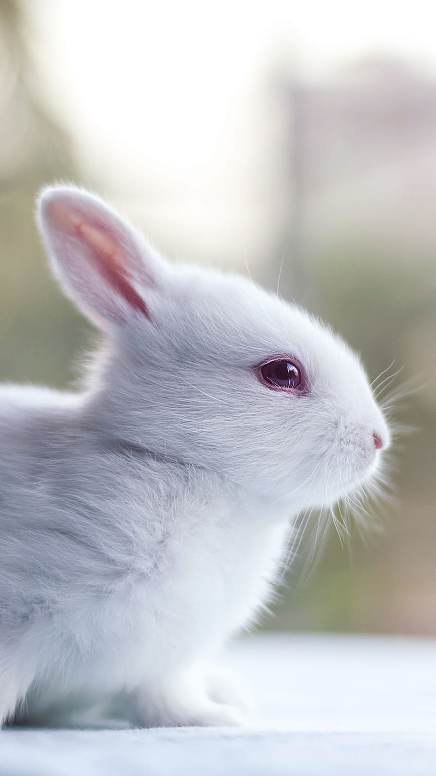 Pink Bunny Kawaii Rabbit posted by Ethan Walker HD phone wallpaper ...