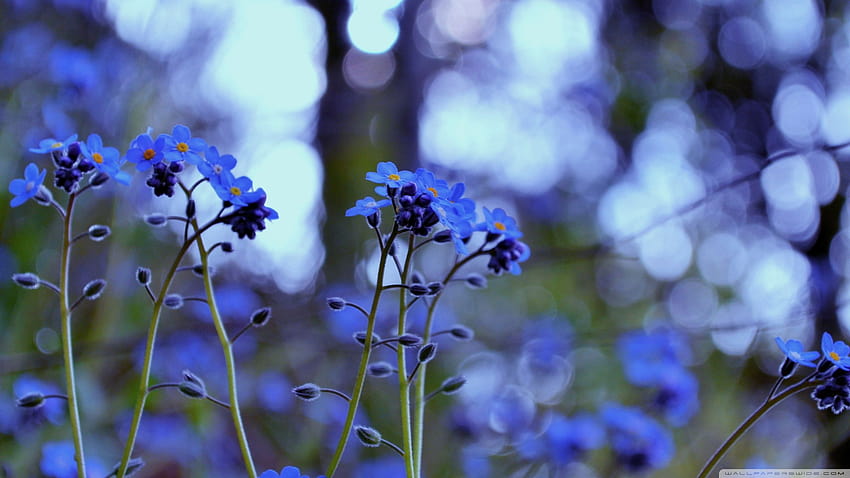 Forget Me Not Flowers HD wallpaper