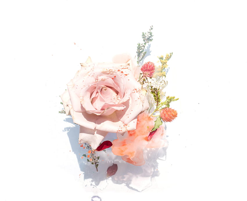 Floral : [50 HQ], pastel minimalist floral HD wallpaper