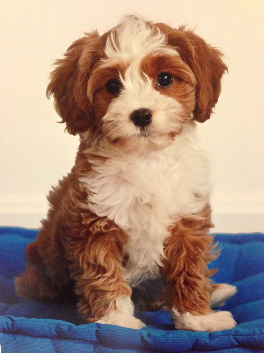 Ellie Hughes on Cute dog, cavapoo puppies HD phone wallpaper