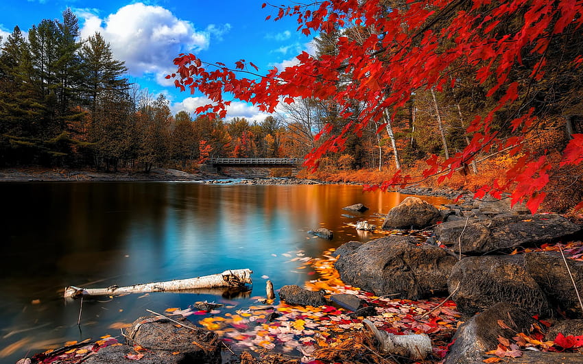 Autumn river, wooden bridge, woods and red leaves HD wallpaper