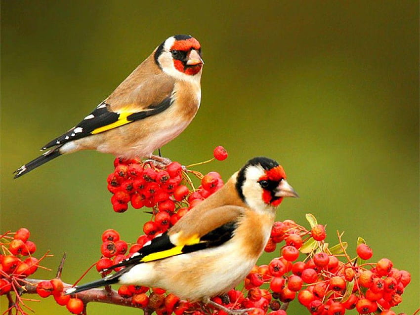 Beautiful Nature Birds Die Galerie der 15 schönsten, schönsten Vögel HD-Hintergrundbild