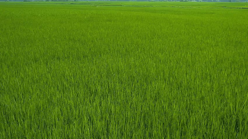 Beautiful Green Paddy Field with Mountain Landscape around Babe lake, Vietnam Stock Video Footage HD wallpaper