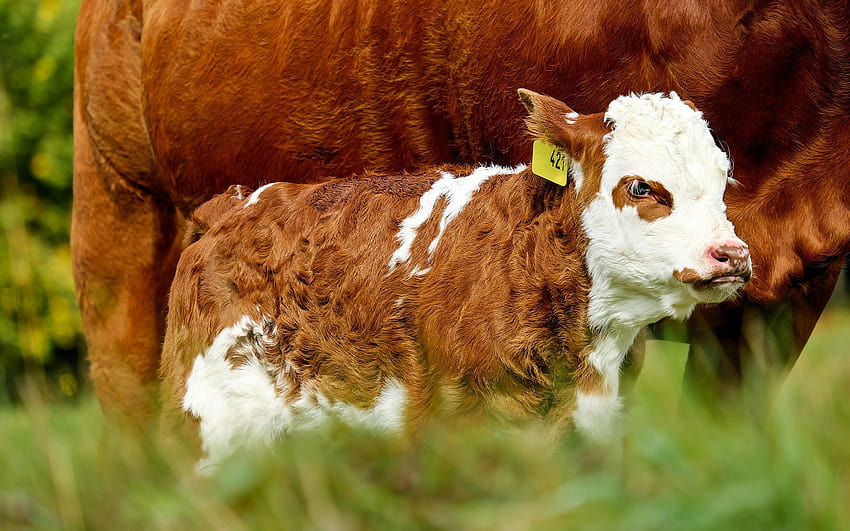 小さな子牛、かわいい動物、農場、牛、解像度 1920x1200 の茶色の子牛。 高品質 高画質の壁紙