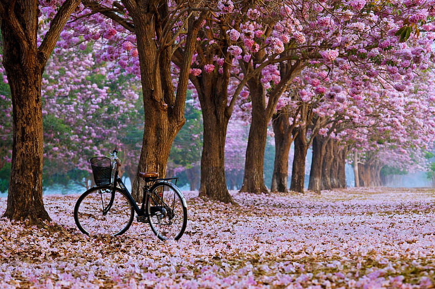 landscape, Bicycle, Earth, Flower, Nature, Park, Tree, Forest, spring mood HD wallpaper