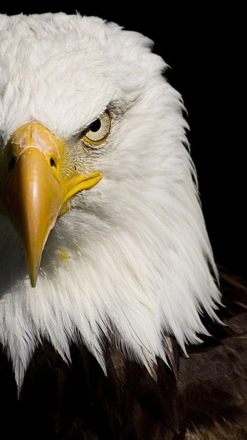 Águila calva – Alta calidad, el águila fondo de pantalla del teléfono