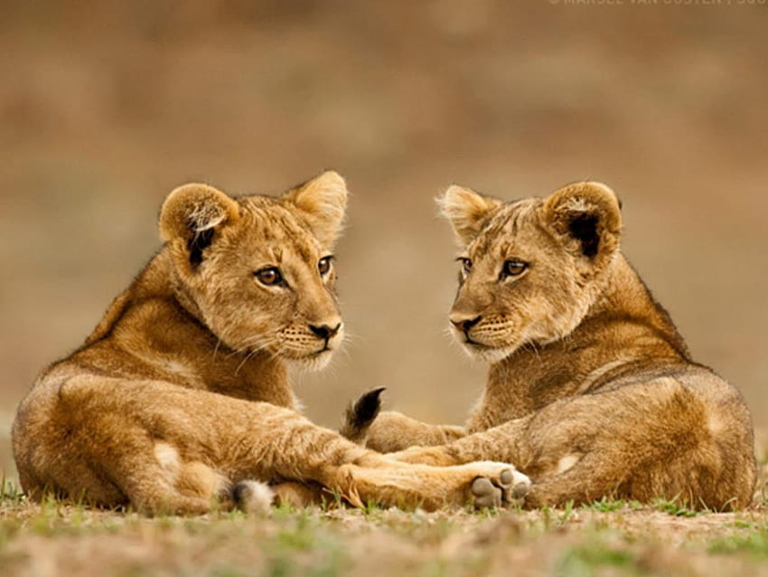 Lion Cub, baby lion HD wallpaper