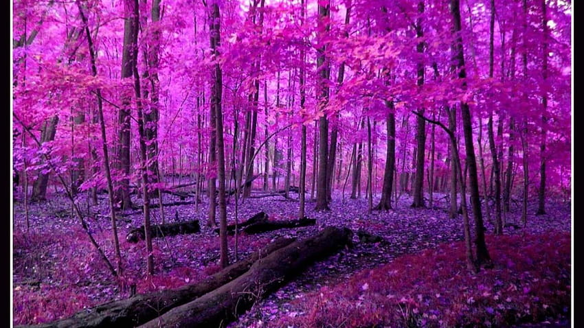 pink nature hd