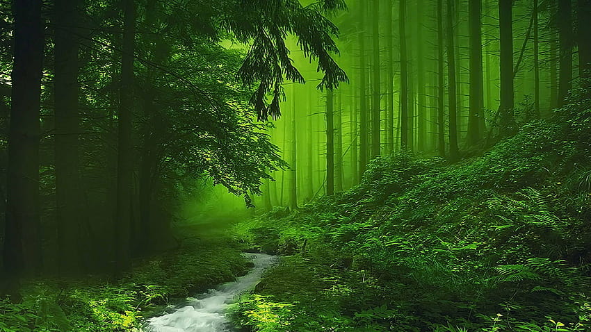 緑の自然 高画質の壁紙