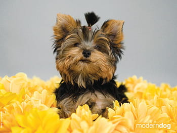 100 Yorkie Puppies Background s  Wallpaperscom