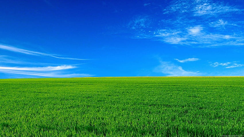 푸른 하늘 녹색 잔디 배경, 하늘과 잔디 HD 월페이퍼
