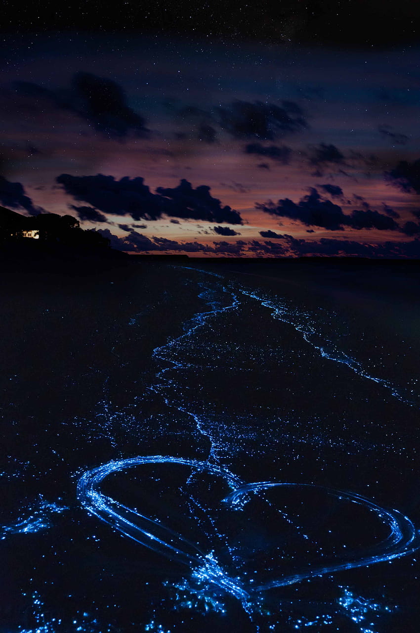 10 PLACES AROUND THE WORLD WHERE TO SWIM WITH BIOLUMINESCENT, glowing plankton HD phone wallpaper