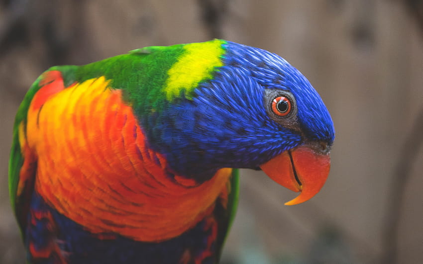 Rainbow lorikeet, parrot colorful feathers 2880x1800 HD wallpaper