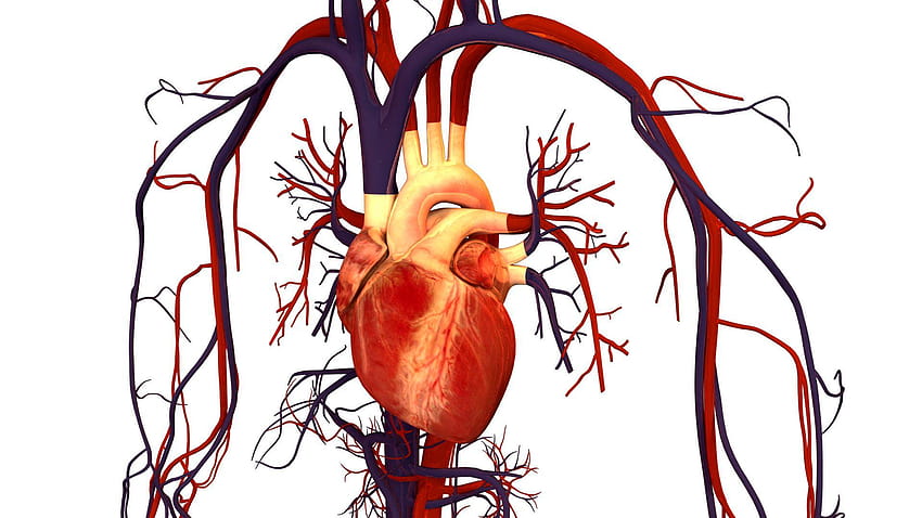 Diagram Of Human Heart Full Real Human Heart HD wallpaper