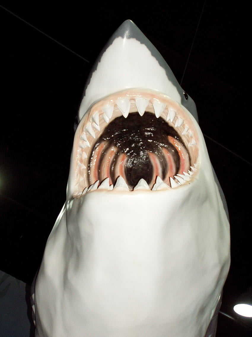 Shark Mouth Dangerous HD phone wallpaper