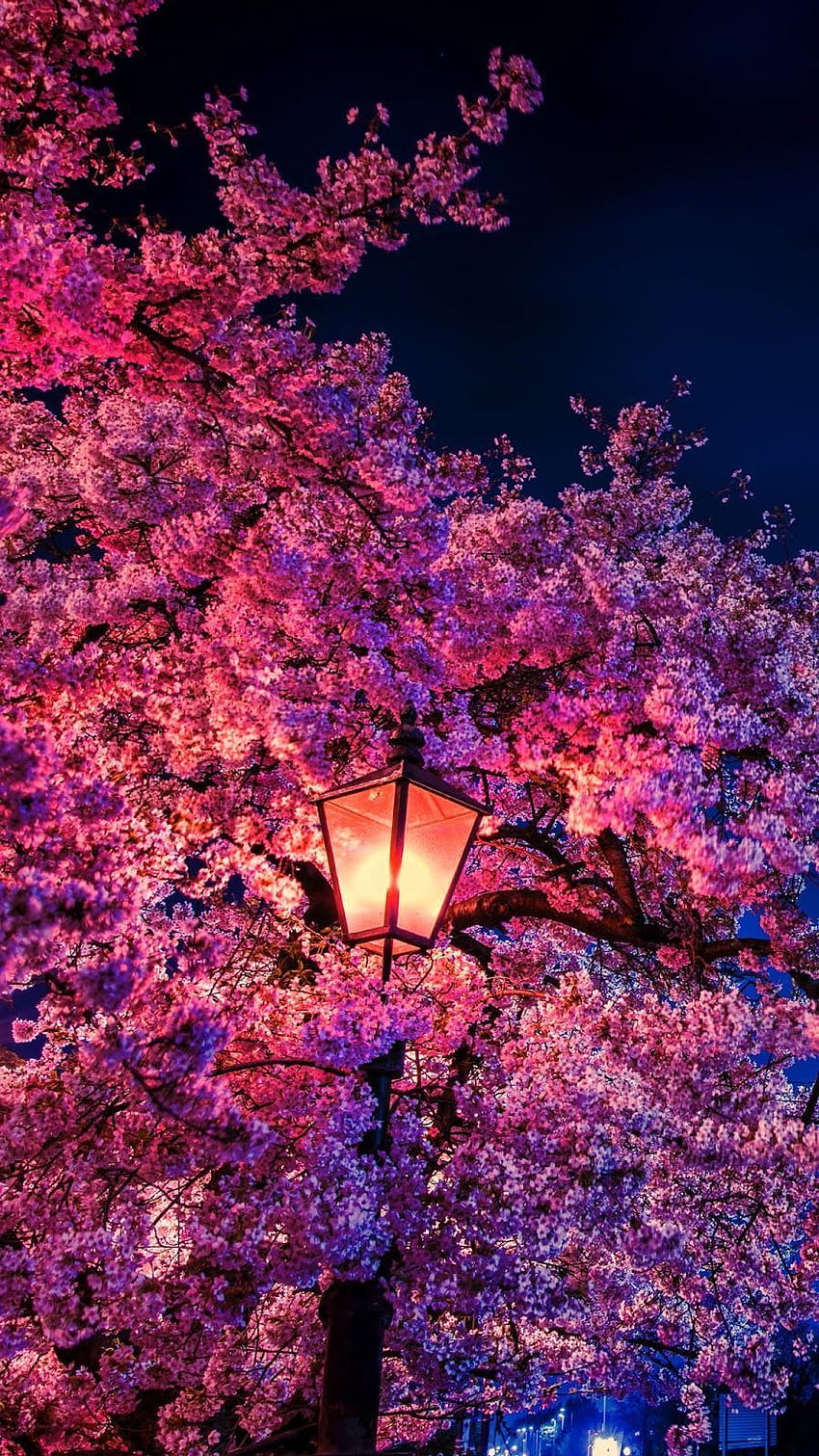 Cherry blossom tree aesthetic HD wallpapers | Pxfuel
