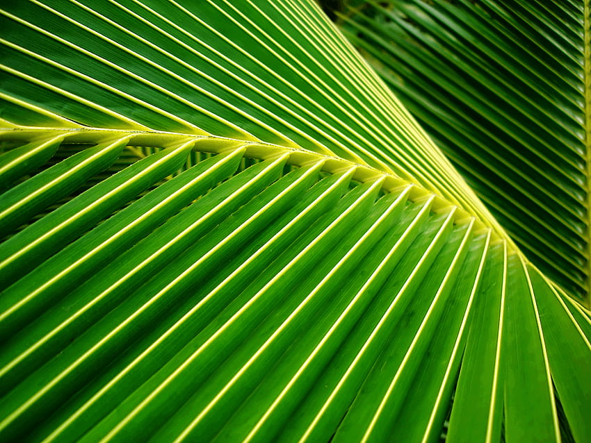 Fern or Frond?, palm sunday HD wallpaper