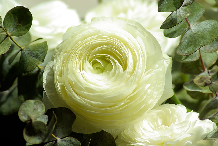 咲く白いラナンキュラスの花の選択的焦点· 高画質の壁紙