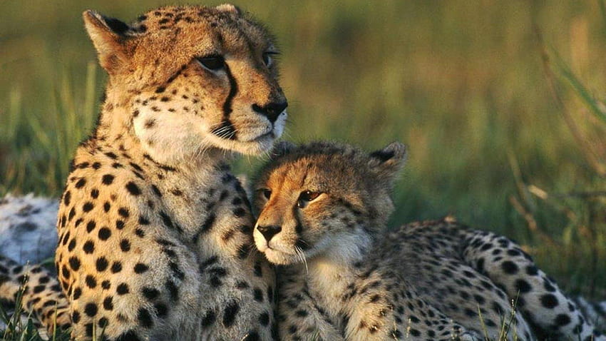 Cheetahs Cubs and Big Cats Predators Elegant Nice, cheetah cubs HD wallpaper