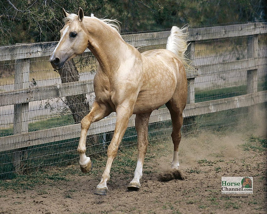 Palomino Horse – Horse Illustrated, horses computer HD wallpaper
