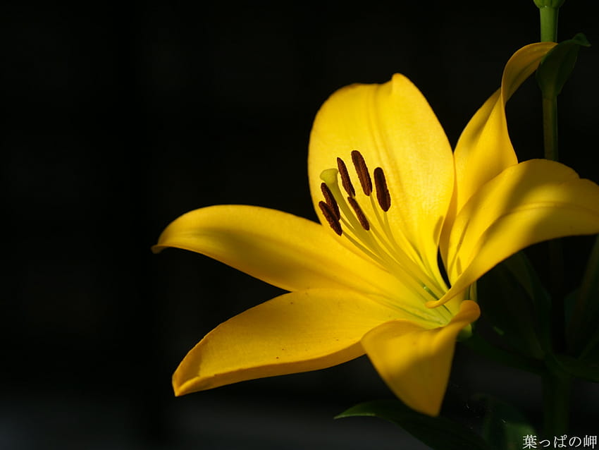 Yellow lily flower HD wallpaper | Pxfuel