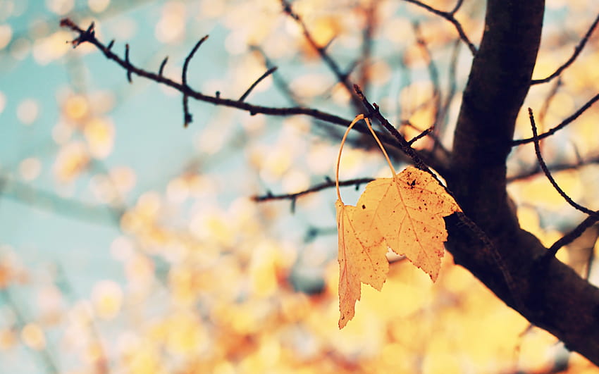 4 Pretty Fall Backgrounds, illustrated autumn HD wallpaper | Pxfuel