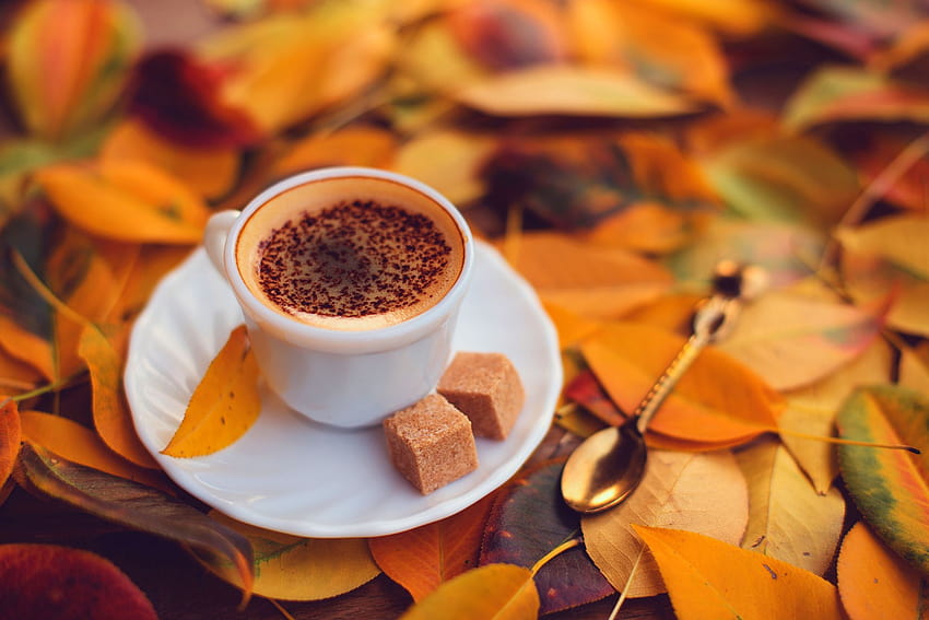 Coffee foam cup saucer chocolate, autumn tea cup HD wallpaper
