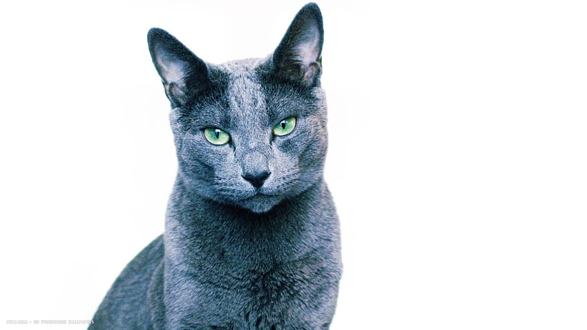 white backgrounds russian cat, blue cat HD wallpaper