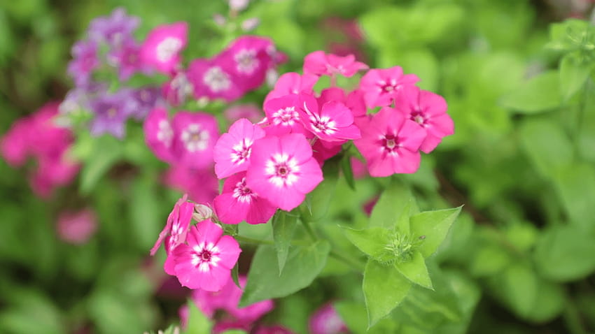 Verbena trailing perennial red pink white flowers with a blurred background, high definition movie clip stock footage. Stock Video Footage, red and white verbena HD wallpaper