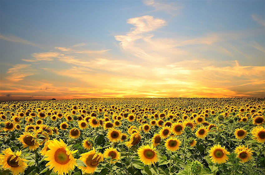 Sonnenblumenfeld Ultra, Sonnenblumenfeld bei Sonnenuntergang HD-Hintergrundbild