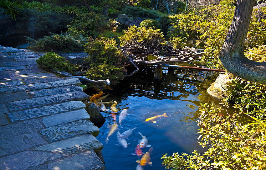 池、石、魚、日本、庭、トラック、茂み、カラフル、日本庭園、長崎、セクション 高画質の壁紙