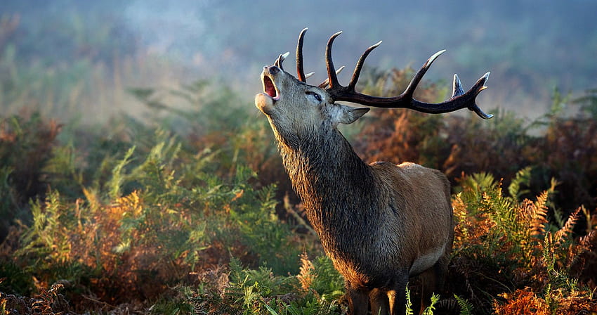 Wild Deer, red stag HD wallpaper