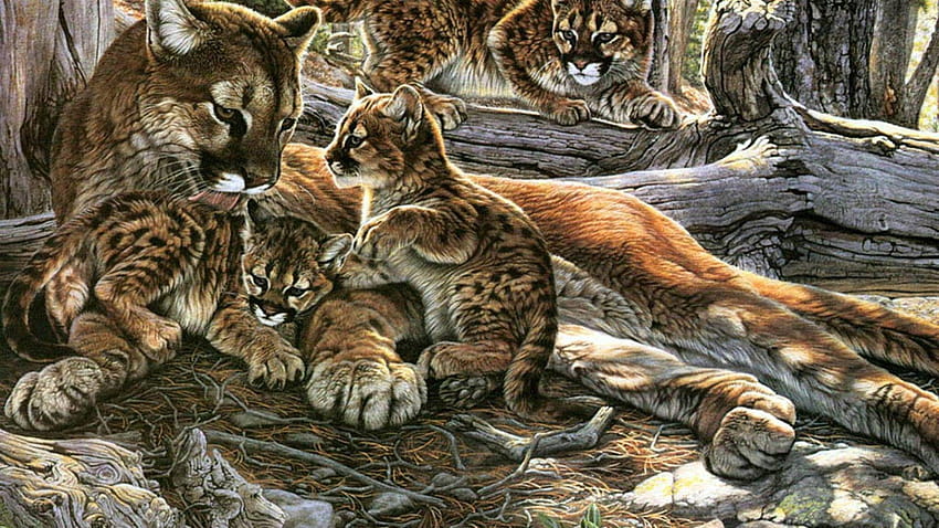 Nature family animals puma wild animals mountain lions Cougar, cougars HD wallpaper