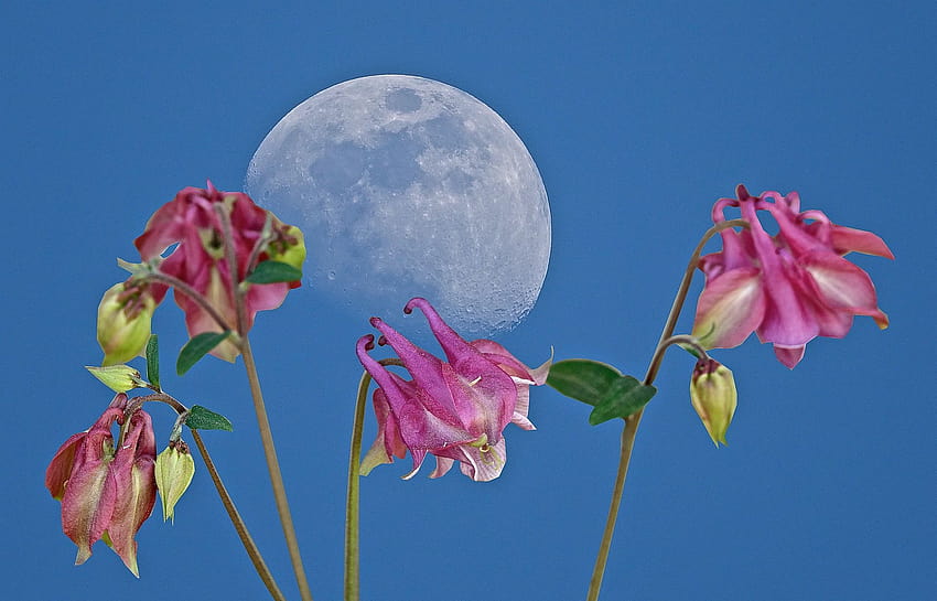 A rare type of full 'blue moon' is coming in May 2019, and it's also a 'flower moon', spring full moon HD wallpaper